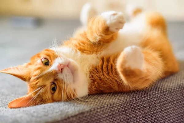 Красная Кошка Лежит Диване Поднятыми Лапами — стоковое фото