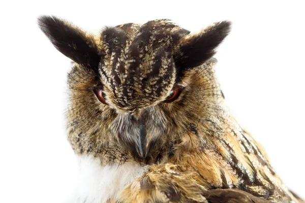 Porträtt Örn Uggla Närbild Isolerad Vit Bakgrund — Stockfoto