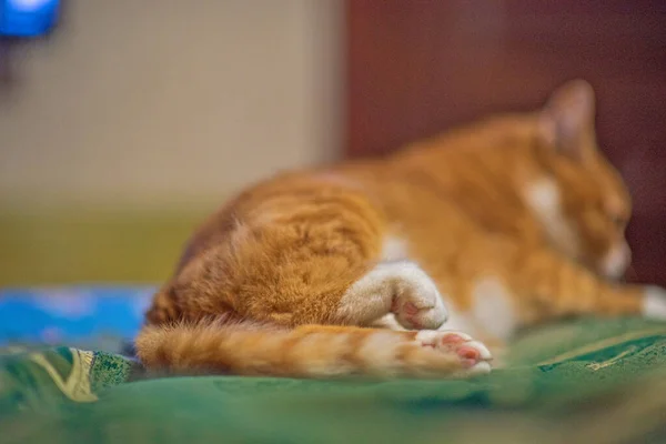 ソファに寝そべっている猫を後ろから撮影 — ストック写真