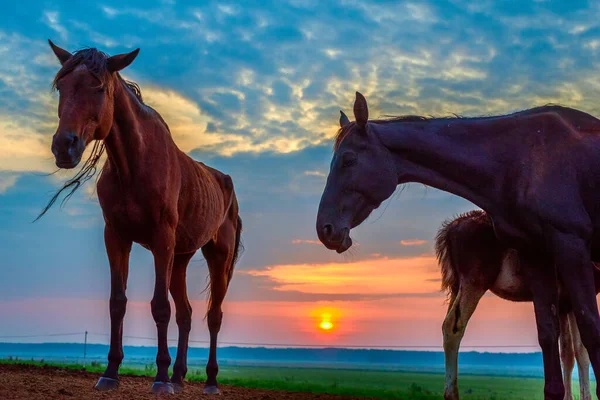 Cavalos Pastam Amanhecer — Fotografia de Stock