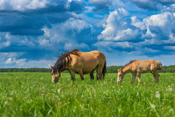 Een Paard Schampt Het Veld Gefotografeerd Tegen Lucht Wolken — Stockfoto