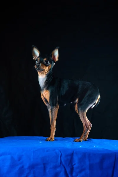 Portret Van Een Speelgoed Terriër Hond Een Zwarte Achtergrond Gefotografeerde — Stockfoto