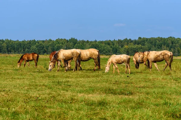 Een Kudde Paarden Het Veld — Stockfoto