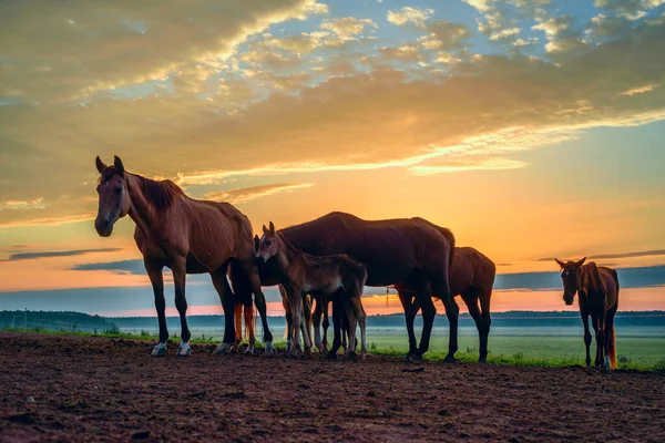 Pferde Auf Dem Feld Grasen Morgengrauen — Stockfoto