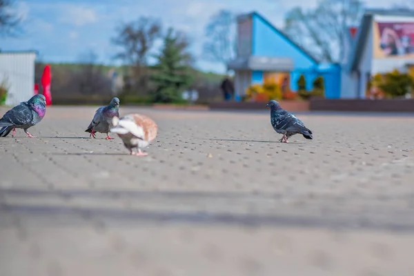 Gołębie Mieście Placu Zbliżenie Sfotografowane — Zdjęcie stockowe