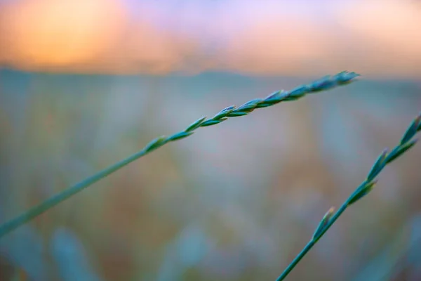 熟麦穗 特写镜头 — 图库照片