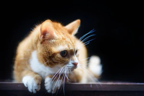 Porträtt Katt Svart Bakgrund — Stockfoto