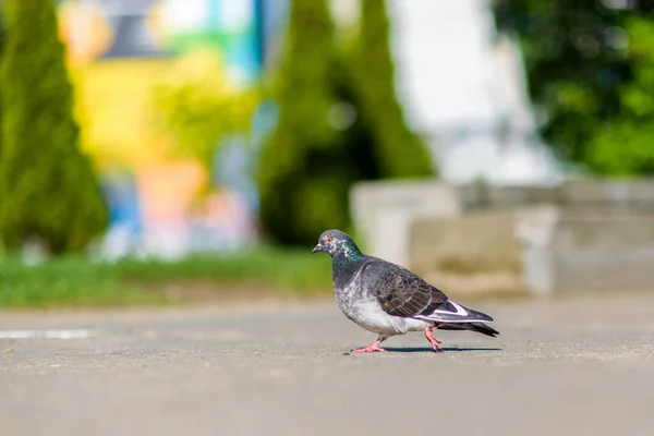 Retrato Pombo Solitário Praça Com Fundo Fortemente Borrado — Fotografia de Stock