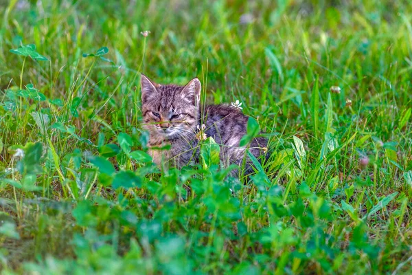 Güzel Gri Kedi Çimenlerde Oturuyor — Stok fotoğraf