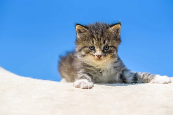 Gatito Sienta Caballo Contra Cielo Fotografiado Cerca — Foto de Stock