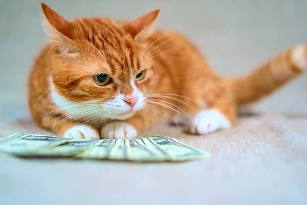 红猫躺在现金上的特写 — 图库照片