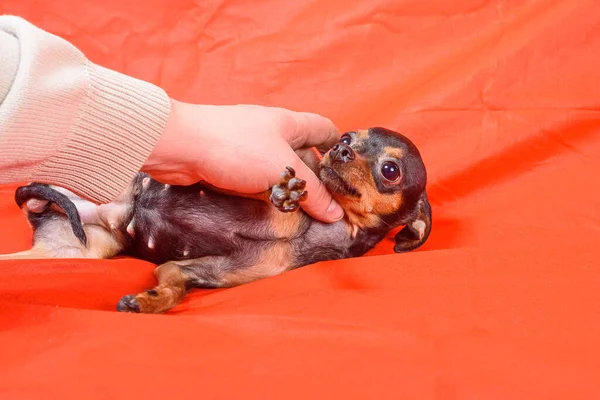 Homem Acariciando Cão Fundo Vermelho — Fotografia de Stock