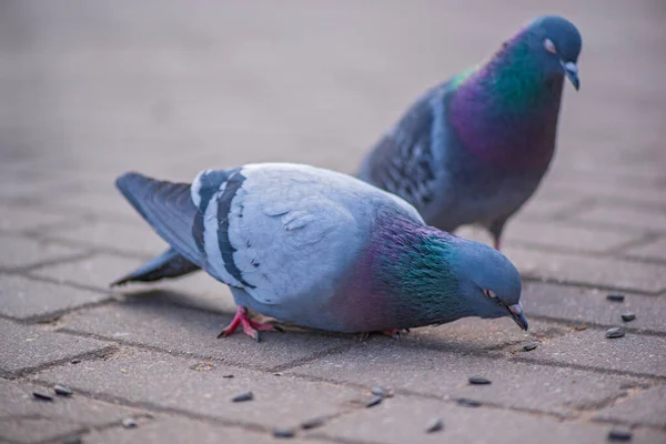 Duiven Stad Het Plein Close Gefotografeerd — Stockfoto