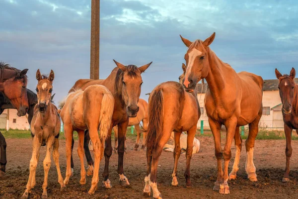 Les Chevaux Paissent Aube Ferme — Photo