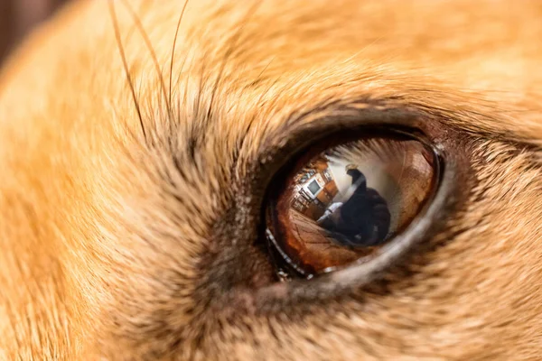 dog\'s eye macro