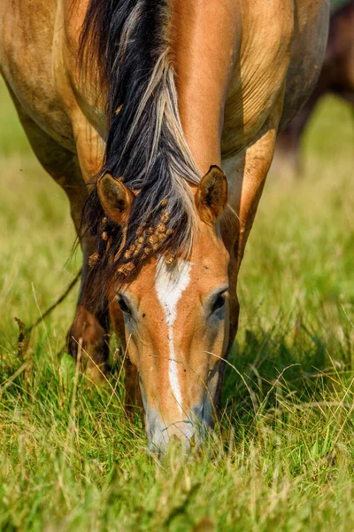 Portret Konia Wypasanego Łące Zbliżenie — Zdjęcie stockowe