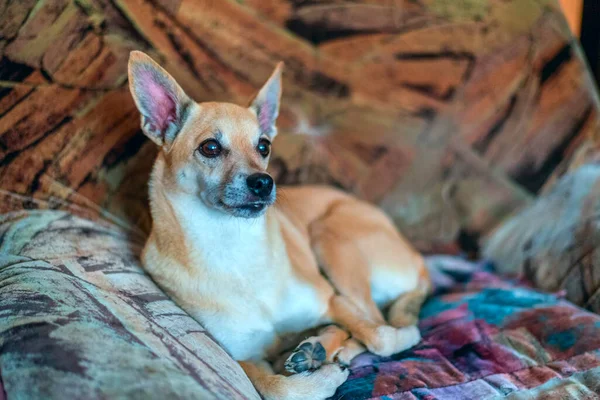 Kleiner Süßer Beiger Hund Mit Langen Ohren Ruht Hause — Stockfoto