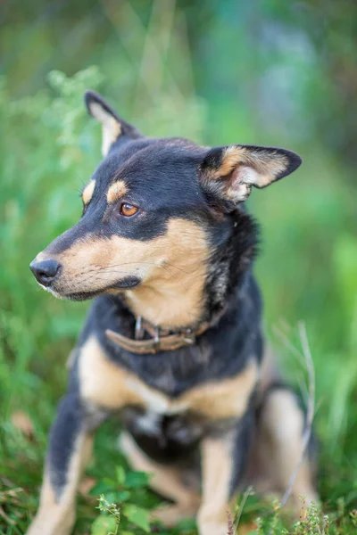 Bir Bekçi Köpeği Çimenlerde Pusuya Yatar Fotoğraflı Yakın Plan — Stok fotoğraf