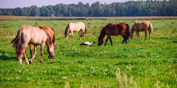 Pferde Auf Dem Feld Sommer Einem Sonnigen Tag — Stockfoto