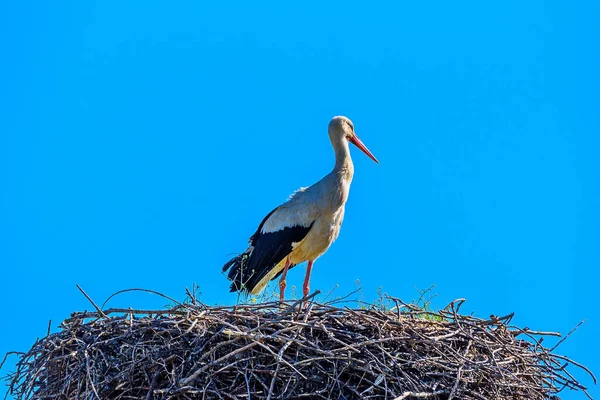 Stork Nest Blue Sky — Stock Photo, Image