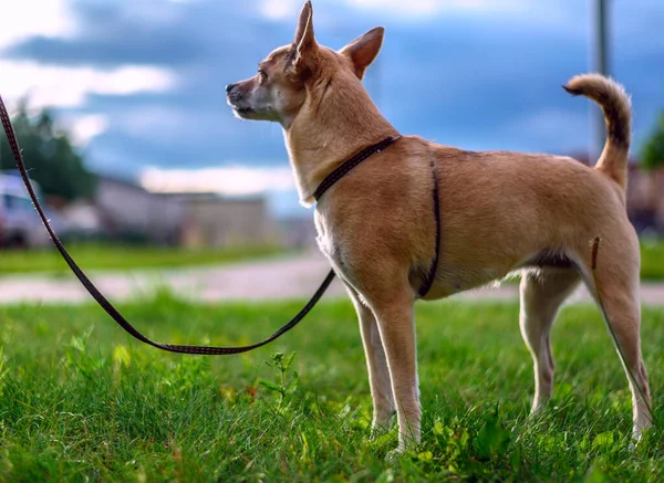 Çayırda Yürüyen Küçük Kahverengi Köpeğe Bak — Stok fotoğraf