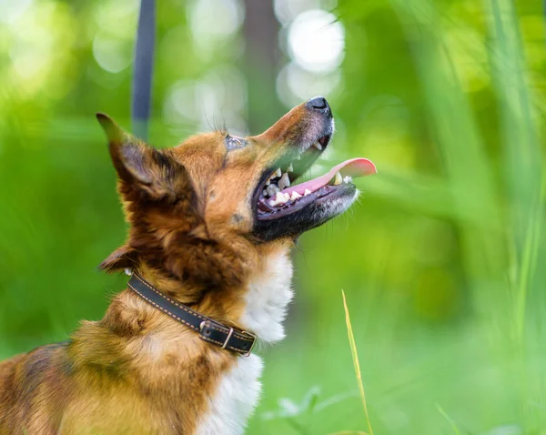 Retrato Perro Bosque Primer Plano Hierba Alta —  Fotos de Stock