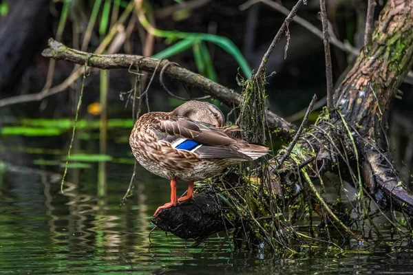 A beautiful wild duck cleans feathers in a pond. Photographed close-up.