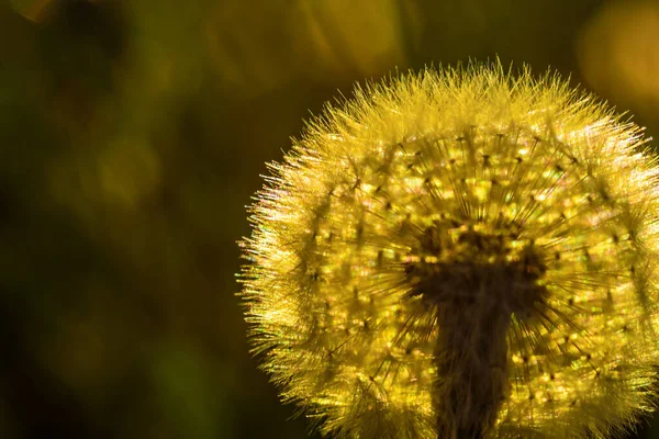 太陽を背景にしたタンポポは — ストック写真