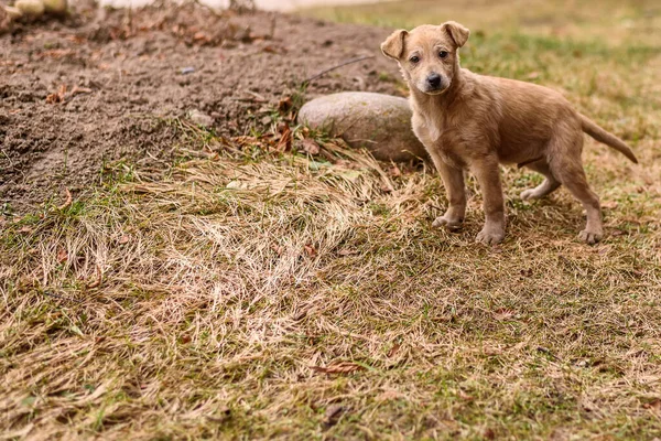 Stray Dog Plays Faded Grass — Stock Photo, Image