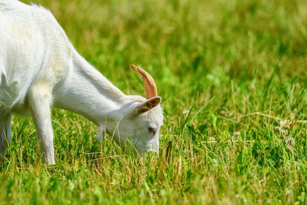 在草地上的山羊肖像 — 图库照片