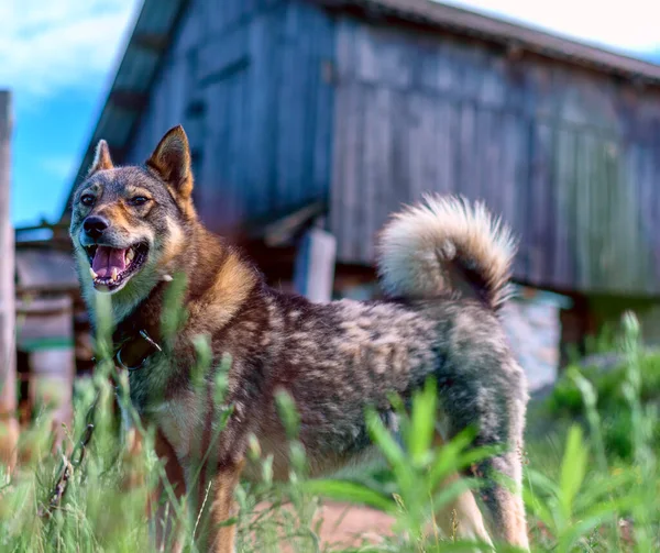 Shepherd Aan Ketting Bewaakt Het Huis — Stockfoto