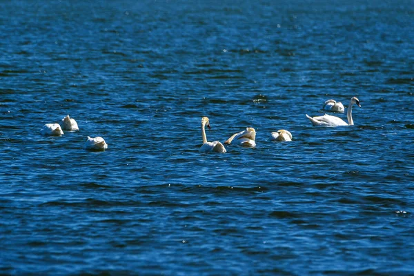 Стая Лебедей Плавает Озере — стоковое фото