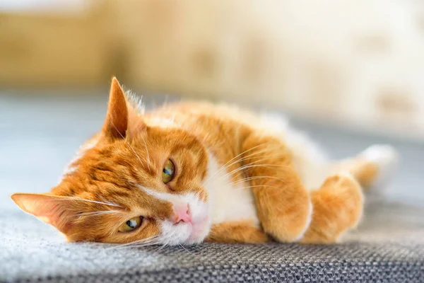Kanepede yatan evcil kırmızı kedi portresi.