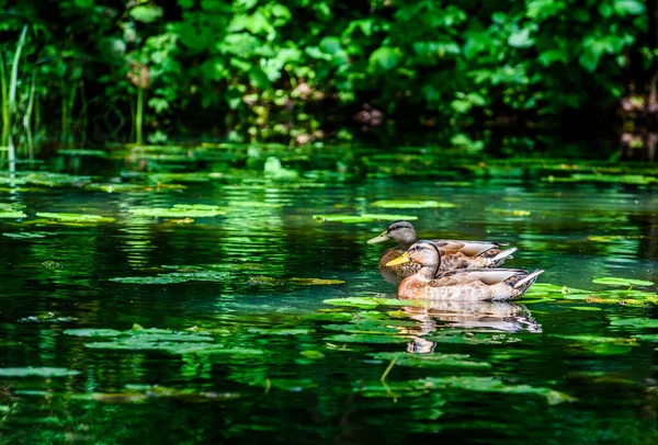 Duck Floats Pond — Stock Photo, Image