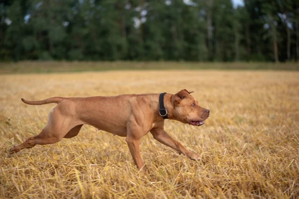 Bonito American Pit Bull Terrier Corre Rápido Campo Cortado — Fotografia de Stock