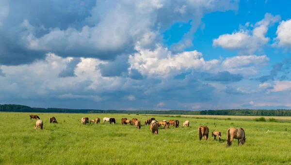 Herd Horses Grazes Green Field Background Clouds — Stock Photo, Image