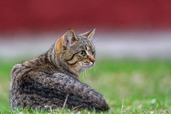 Homeless One Eyed Gray Cat — Stock Photo, Image