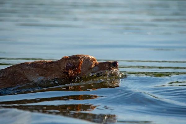 Labrador Retweaver Simmar Sjön Fotograferad Närbild — Stockfoto