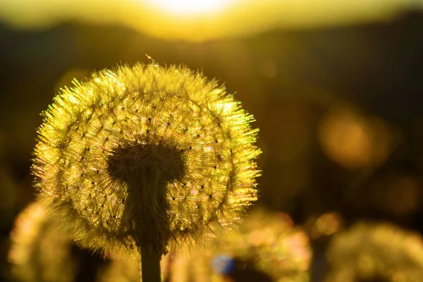 Dandelions Background Sun — Stock Photo, Image