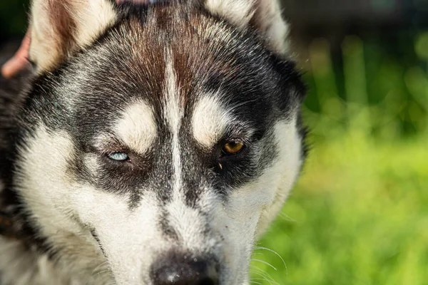 Portret Van Een Siberische Husky Van Dichtbij Gefotografeerd Een Park — Stockfoto