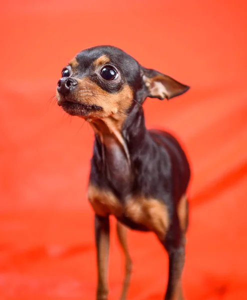 Παιχνίδι Terrier Μεγάλα Μάτια Ένα Κόκκινο Φόντο — Φωτογραφία Αρχείου