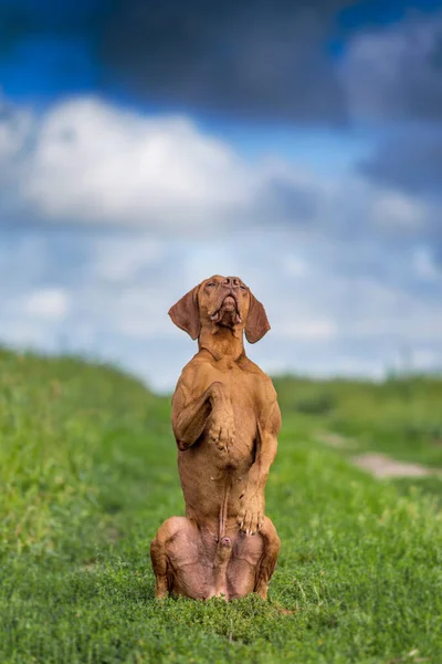 Portrait Dog Standing Its Hind Legs — Stock Photo, Image