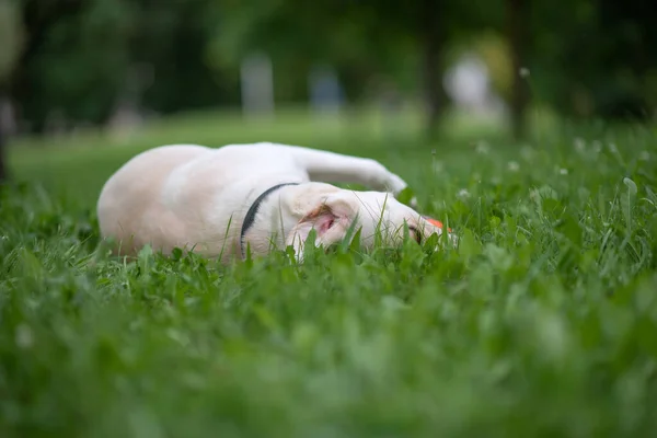 Fawn Labrador Lying Grass Park — Stock Photo, Image