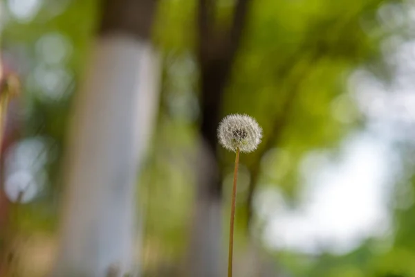 Pissenlit Dans Herbe Avec Fond Flou — Photo