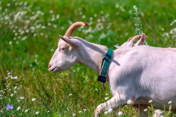 夏天一只山羊在绿色的草地上吃草 — 图库照片