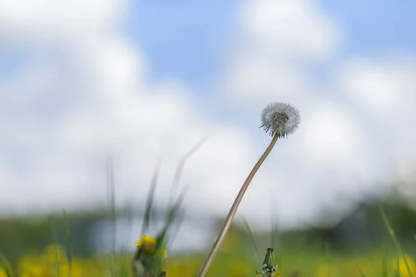 One Dandelion Field Close Sunny Day — Stock Photo, Image