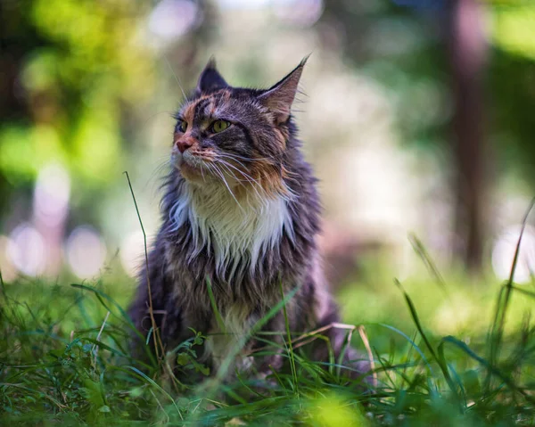 Mainecoon Cat Ležící Parku Trávě — Stock fotografie