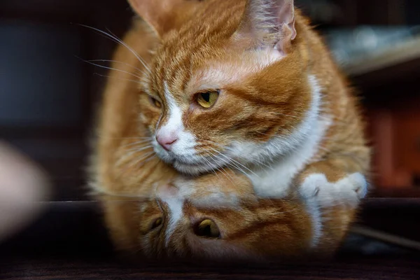 Retrato Close Gato — Fotografia de Stock