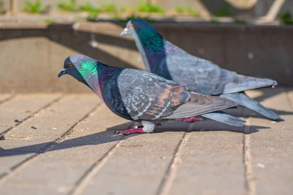 Pigeons Dans Ville Sur Place Gros Plan Photographié — Photo