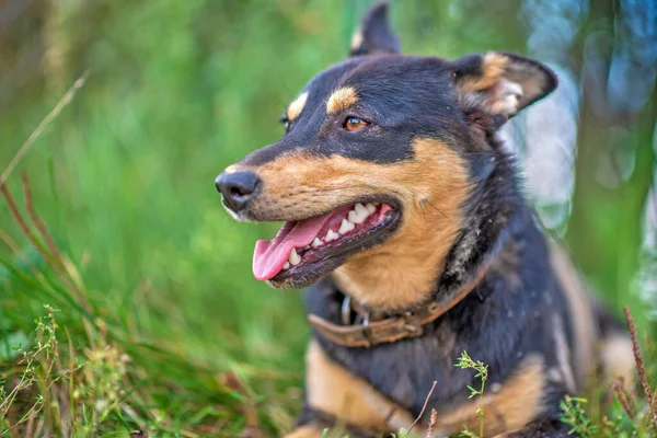 Vakthund Vilar Gräset Fotograferad Närbild — Stockfoto